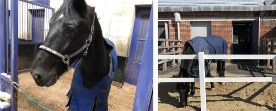 デラックス馬房（ゴムマット無し）