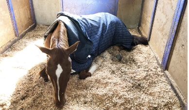 標準馬房（ゴムマット有り）